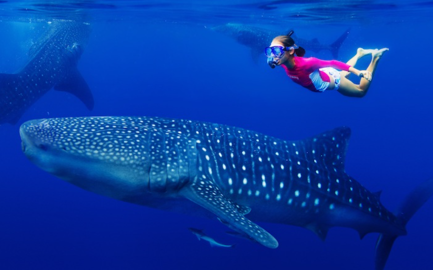 Orca Tracking Shark Tracking Whale Tracker Bracelet Unboxing A Whale Shark Named Infamis From Fahlo TikTok main image 1